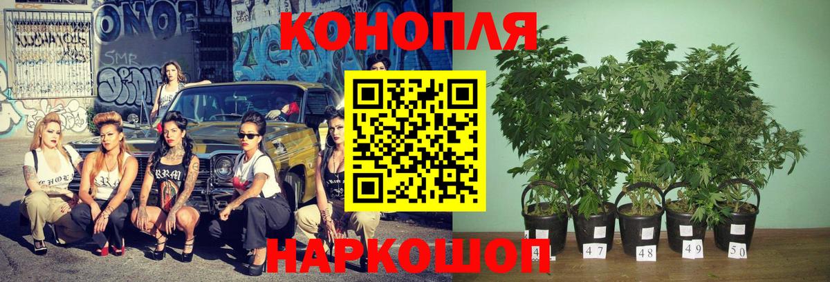Конопля тримм  Вход с VPN  Бошки марихуана AK-47  Долгопрудный  Каннабис AK-47 